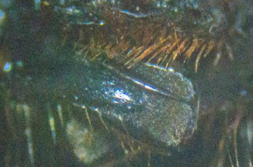 Bombus sp.